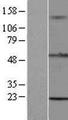 TRIM15 Protein - Western validation with an anti-DDK antibody * L: Control HEK293 lysate R: Over-expression lysate
