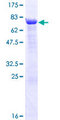 TRIM15 Protein - 12.5% SDS-PAGE of human TRIM15 stained with Coomassie Blue