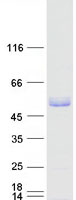 TRIM15 Protein - Purified recombinant protein TRIM15 was analyzed by SDS-PAGE gel and Coomassie Blue Staining