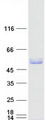 TRIM15 Protein - Purified recombinant protein TRIM15 was analyzed by SDS-PAGE gel and Coomassie Blue Staining