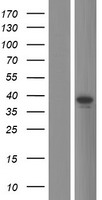 TRIM16L Protein - Western validation with an anti-DDK antibody * L: Control HEK293 lysate R: Over-expression lysate