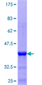 TRIM17 / RNF16 Protein - 12.5% SDS-PAGE Stained with Coomassie Blue.