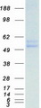 TRIM21 / RO52 Protein - Purified recombinant protein TRIM21 was analyzed by SDS-PAGE gel and Coomassie Blue Staining