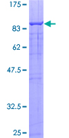 TRIM23 Protein - 12.5% SDS-PAGE of human TRIM23 stained with Coomassie Blue