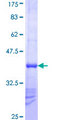TRIM23 Protein - 12.5% SDS-PAGE Stained with Coomassie Blue.