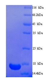 TRIM24 / TIF1 Protein
