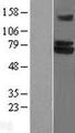 TRIM25 Protein - Western validation with an anti-DDK antibody * L: Control HEK293 lysate R: Over-expression lysate