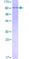 TRIM25 Protein - 12.5% SDS-PAGE of human TRIM25 stained with Coomassie Blue
