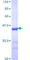 TRIM25 Protein - 12.5% SDS-PAGE Stained with Coomassie Blue.