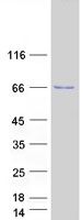 TRIM25 Protein - Purified recombinant protein TRIM25 was analyzed by SDS-PAGE gel and Coomassie Blue Staining