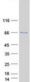 TRIM25 Protein - Purified recombinant protein TRIM25 was analyzed by SDS-PAGE gel and Coomassie Blue Staining