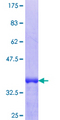 TRIM26 Protein - 12.5% SDS-PAGE Stained with Coomassie Blue.