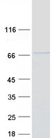 TRIM26 Protein - Purified recombinant protein TRIM26 was analyzed by SDS-PAGE gel and Coomassie Blue Staining