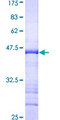 TRIM28 / KAP1 Protein - 12.5% SDS-PAGE Stained with Coomassie Blue.