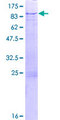 TRIM29 Protein - 12.5% SDS-PAGE of human TRIM29 stained with Coomassie Blue
