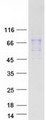 TRIM29 Protein - Purified recombinant protein TRIM29 was analyzed by SDS-PAGE gel and Coomassie Blue Staining