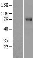 TRIM3 Protein - Western validation with an anti-DDK antibody * L: Control HEK293 lysate R: Over-expression lysate