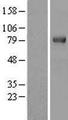 TRIM3 Protein - Western validation with an anti-DDK antibody * L: Control HEK293 lysate R: Over-expression lysate