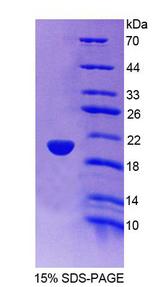 TRIM3 Protein - Recombinant Tripartite Motif Containing Protein 3 By SDS-PAGE