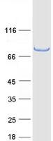 TRIM3 Protein - Purified recombinant protein TRIM3 was analyzed by SDS-PAGE gel and Coomassie Blue Staining