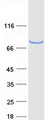 TRIM3 Protein - Purified recombinant protein TRIM3 was analyzed by SDS-PAGE gel and Coomassie Blue Staining