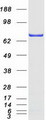 TRIM3 Protein - Purified recombinant protein TRIM3 was analyzed by SDS-PAGE gel and Coomassie Blue Staining