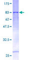 TRIM31 / RNF Protein - 12.5% SDS-PAGE of human TRIM31 stained with Coomassie Blue