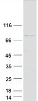 TRIM31 / RNF Protein - Purified recombinant protein TRIM31 was analyzed by SDS-PAGE gel and Coomassie Blue Staining