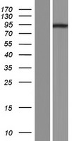 TRIM36 Protein - Western validation with an anti-DDK antibody * L: Control HEK293 lysate R: Over-expression lysate