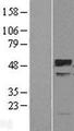 TRIM38 Protein - Western validation with an anti-DDK antibody * L: Control HEK293 lysate R: Over-expression lysate