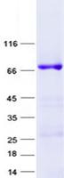 TRIM38 Protein