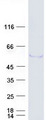 TRIM39 / RNF23 Protein - Purified recombinant protein TRIM39 was analyzed by SDS-PAGE gel and Coomassie Blue Staining