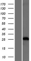 TRIM40 Protein - Western validation with an anti-DDK antibody * L: Control HEK293 lysate R: Over-expression lysate