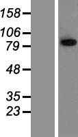 TRIM42 Protein - Western validation with an anti-DDK antibody * L: Control HEK293 lysate R: Over-expression lysate