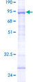 TRIM43 Protein - 12.5% SDS-PAGE of human TRIM43 stained with Coomassie Blue