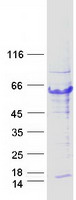 TRIM44 Protein - Purified recombinant protein TRIM44 was analyzed by SDS-PAGE gel and Coomassie Blue Staining