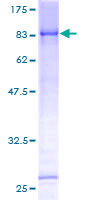 TRIM45 Protein - 12.5% SDS-PAGE of human TRIM45 stained with Coomassie Blue