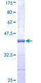 TRIM46 Protein - 12.5% SDS-PAGE Stained with Coomassie Blue.