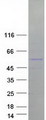 TRIM50 / E3 Ubiquitin Ligase Protein - Purified recombinant protein TRIM50 was analyzed by SDS-PAGE gel and Coomassie Blue Staining