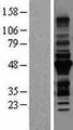 TRIM54 / MURF Protein - Western validation with an anti-DDK antibody * L: Control HEK293 lysate R: Over-expression lysate