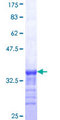 TRIM54 / MURF Protein - 12.5% SDS-PAGE Stained with Coomassie Blue.