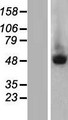 TRIM55 / MURF2 Protein - Western validation with an anti-DDK antibody * L: Control HEK293 lysate R: Over-expression lysate