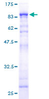 TRIM55 / MURF2 Protein - 12.5% SDS-PAGE of human TRIM55 stained with Coomassie Blue