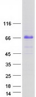 TRIM55 / MURF2 Protein - Purified recombinant protein TRIM55 was analyzed by SDS-PAGE gel and Coomassie Blue Staining