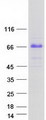 TRIM55 / MURF2 Protein - Purified recombinant protein TRIM55 was analyzed by SDS-PAGE gel and Coomassie Blue Staining