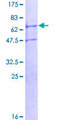 TRIM59 Protein - 12.5% SDS-PAGE of human TRIM59 stained with Coomassie Blue