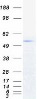 TRIM6 Protein - Purified recombinant protein TRIM6 was analyzed by SDS-PAGE gel and Coomassie Blue Staining