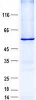 TRIM62 Protein