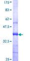 TRIM65 Protein - 12.5% SDS-PAGE Stained with Coomassie Blue.