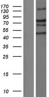 TRIM66 Protein - Western validation with an anti-DDK antibody * L: Control HEK293 lysate R: Over-expression lysate